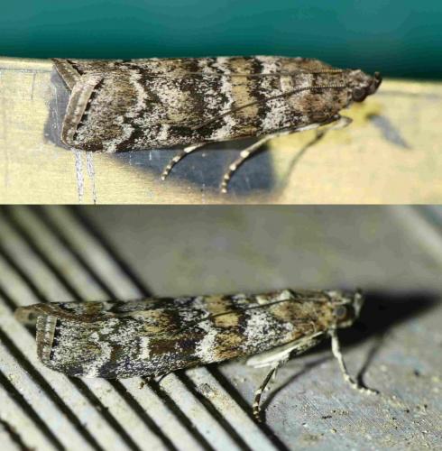 Dioryctria abietella